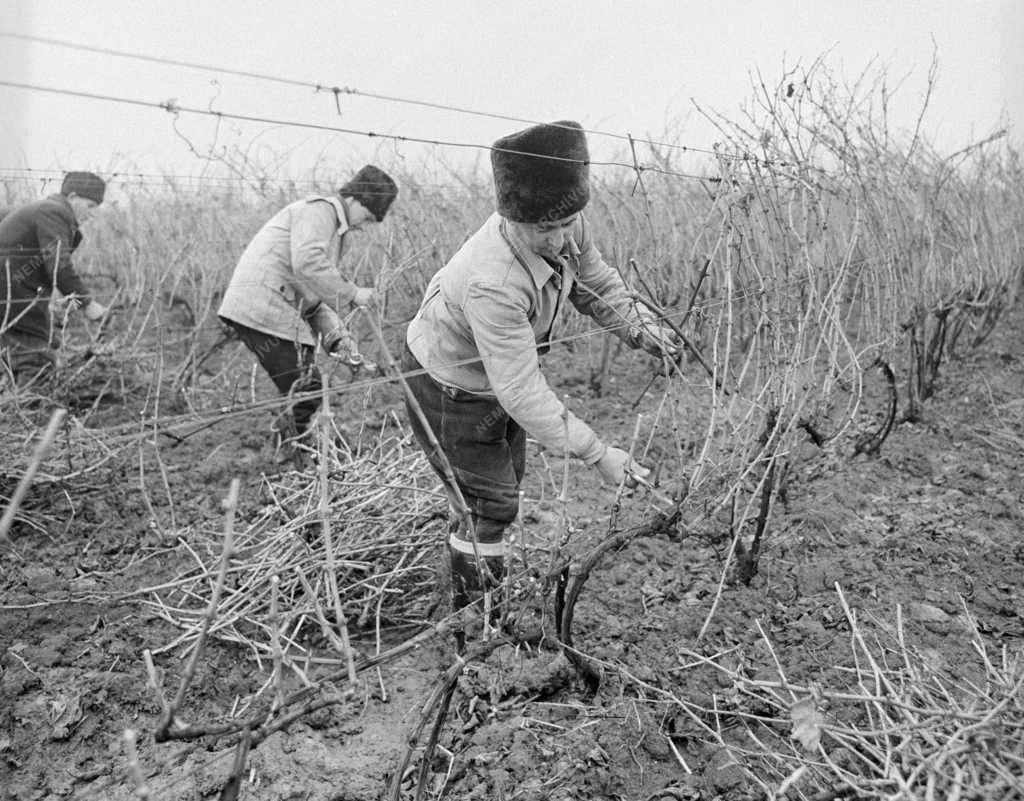 Mezőgazdaság - Tokajhegyaljai Állami Gazdaság