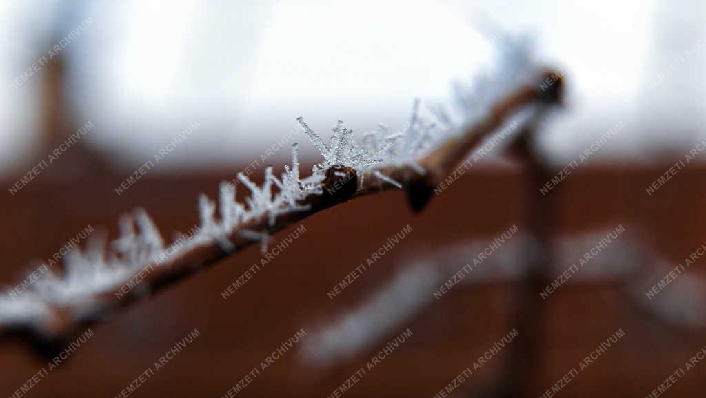 Természet - Tiszacsege - Zúzmarás levelek 