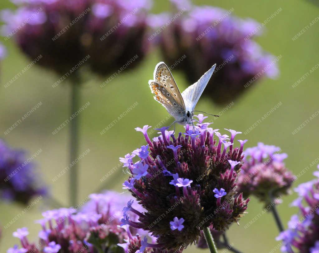 Természet - Budapest - Égszínkék boglárka
