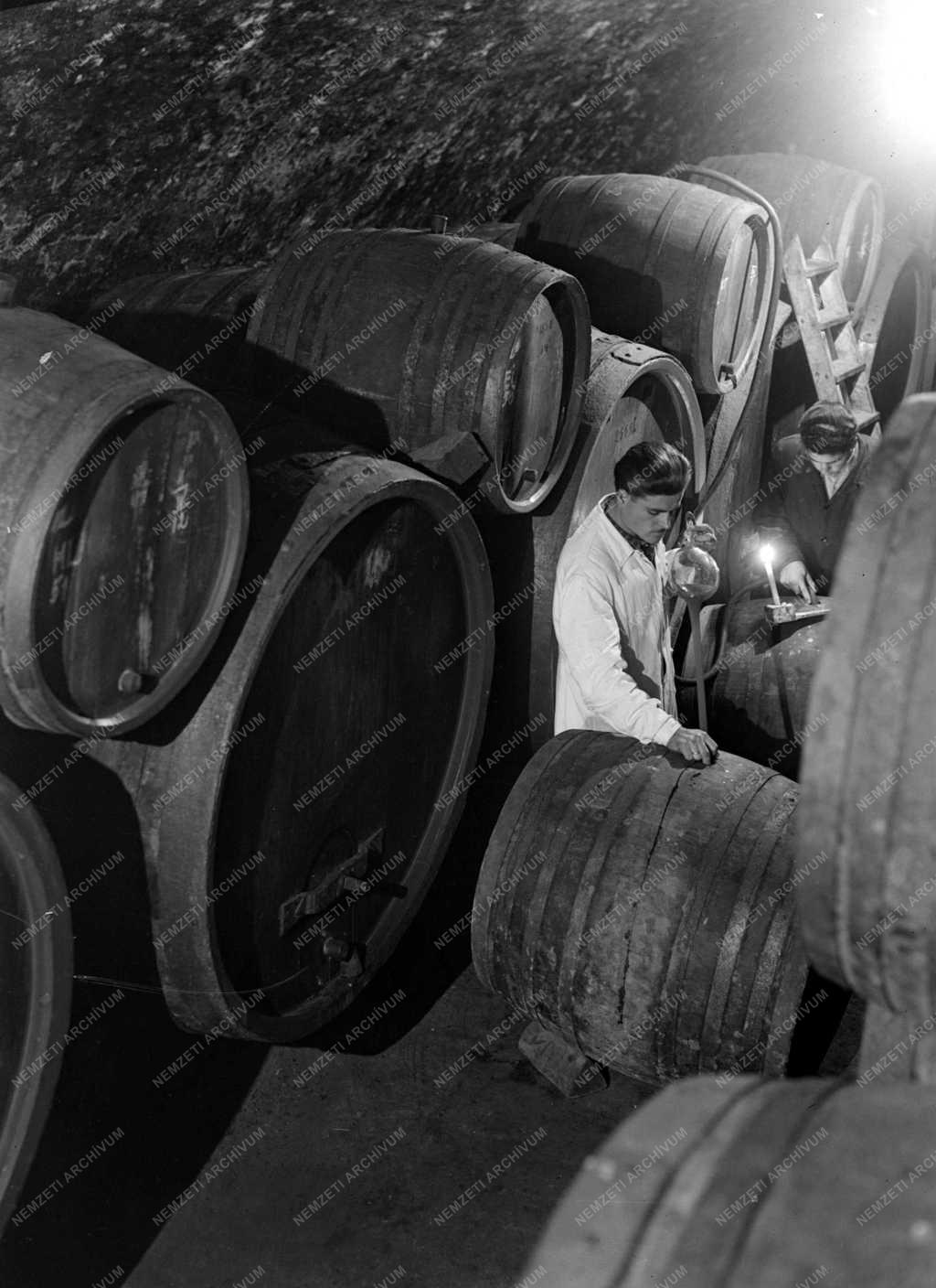 A Villányi Szőlőoltványtermelő Állami Gazdaságban