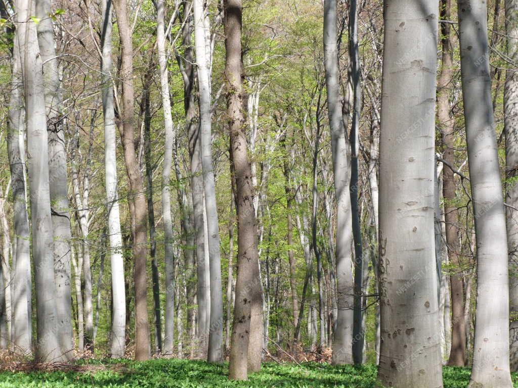 Természet - Cserfaerdő a Mecsekben