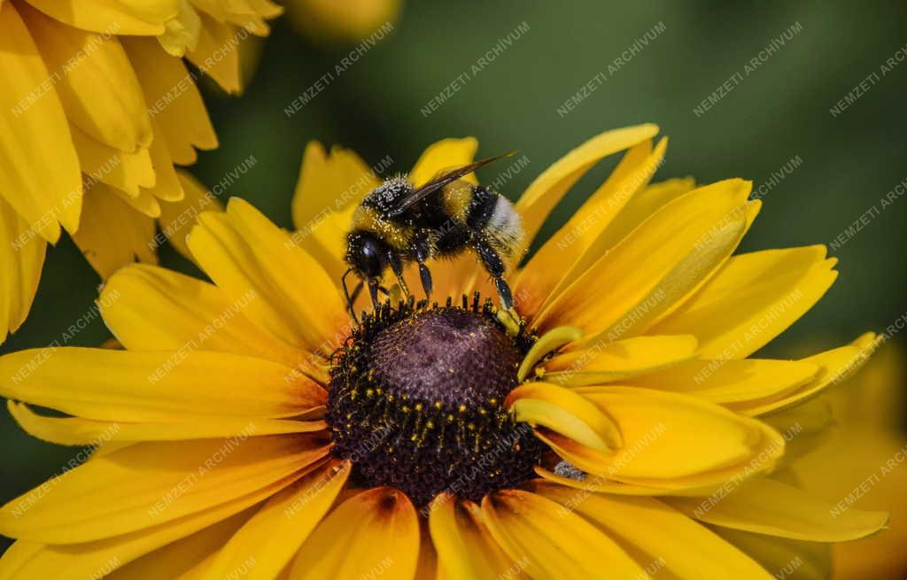 Természet - Budapest - Poszméh