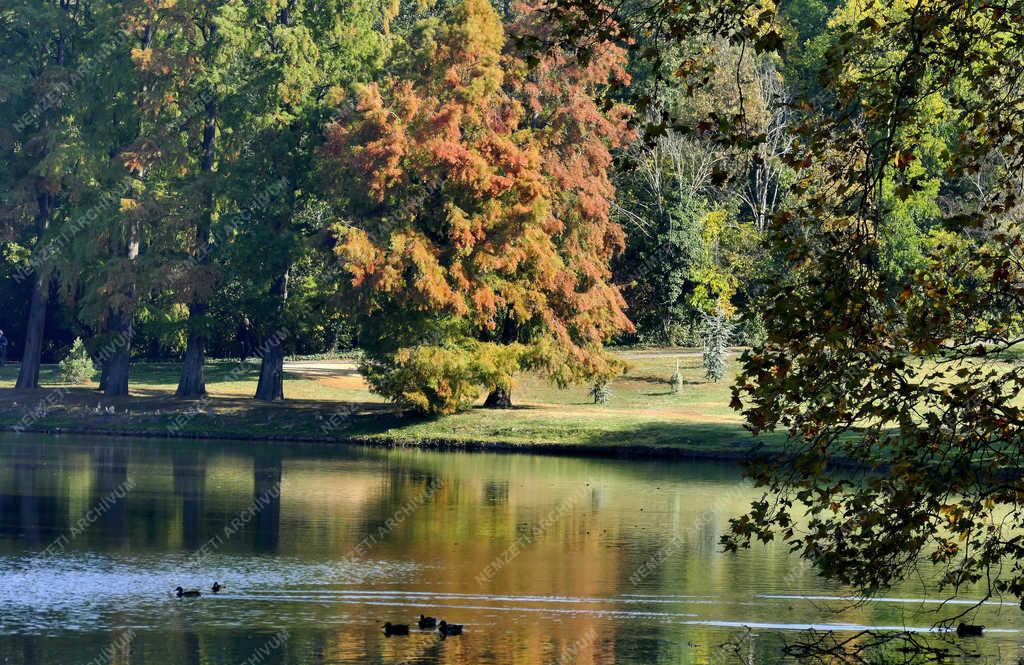 Természet - Martonvásár - Ősz a Brunszvik-kastély parkjában