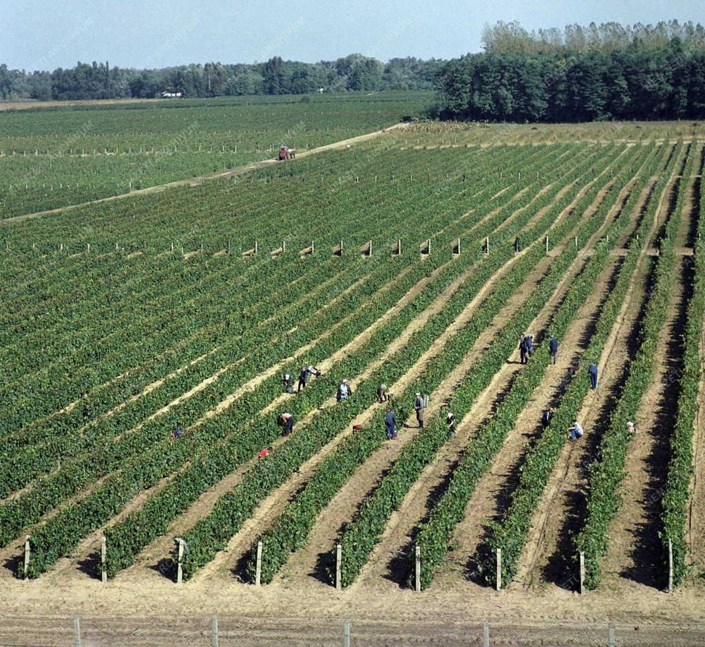 Mezőgazdaság - Szüret Kecelen