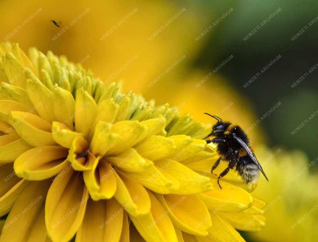 Természet - Budapest - Poszméh