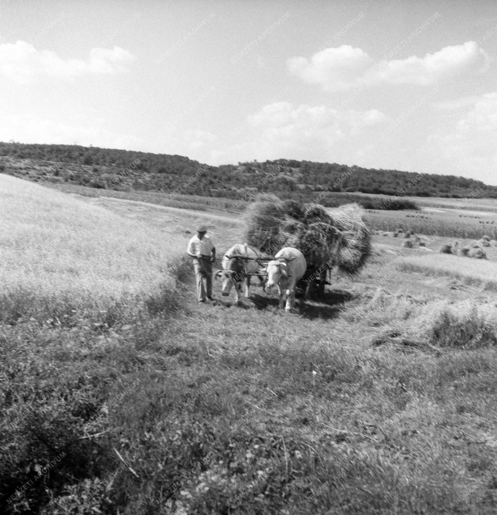 Mezőgazdaság - Földműves-szövetkezet a Balaton környékén
