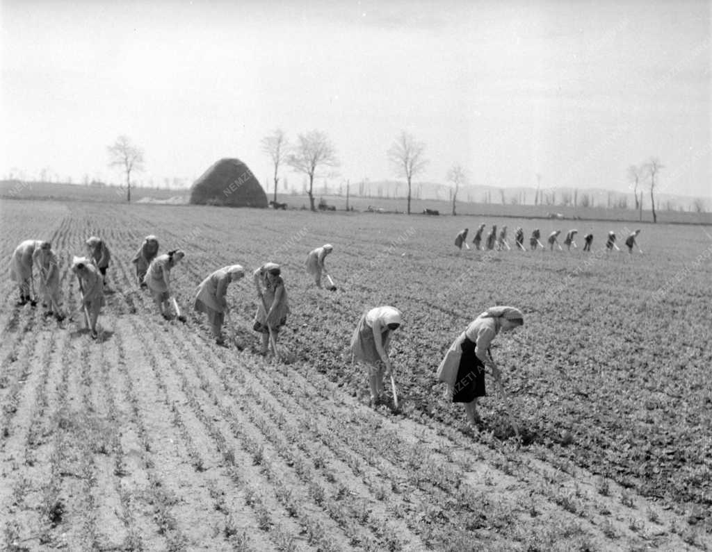 Gazdaság -Mezőgazdaság - Képek a kajmádi Állami Gazdaságról
