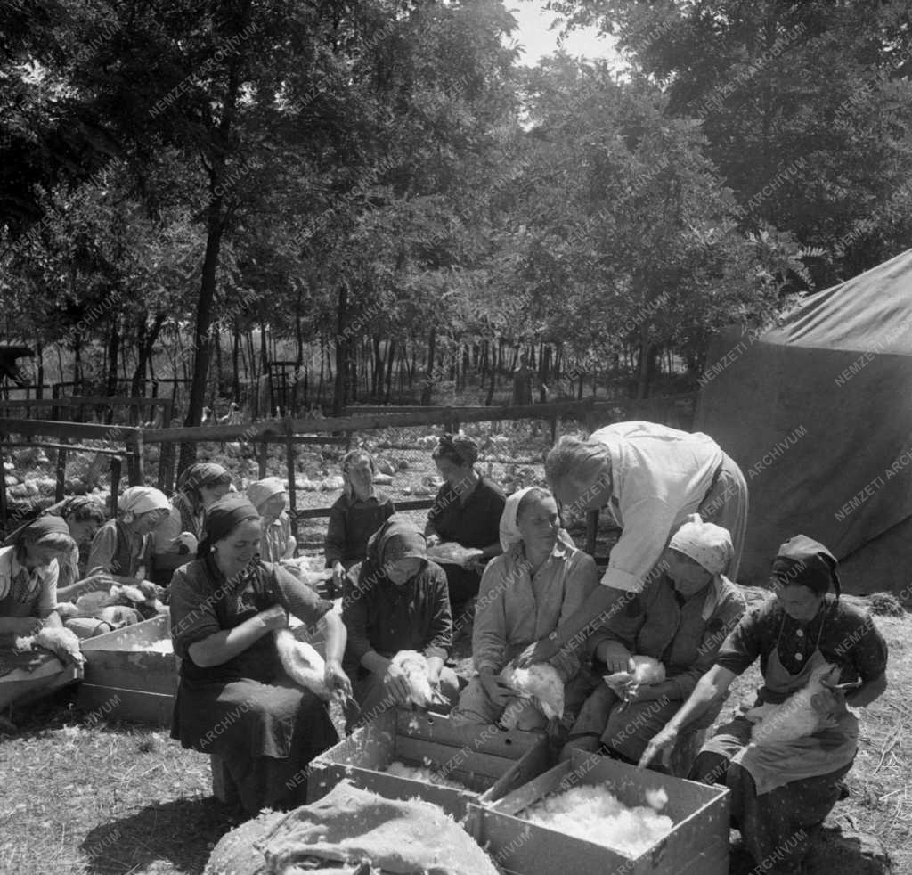 Bánhalmi Állami gazdaság, Rizsföldi kacsatenyésztés