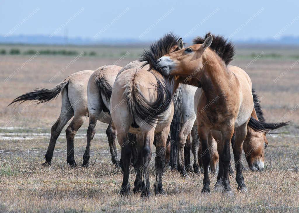 Állatvilág - Hortobágy - Przewalski-lovak