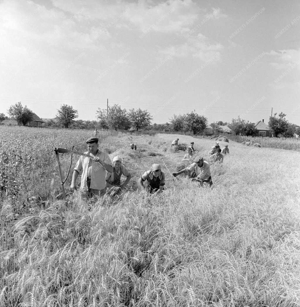 Mezőgazdaság - Aratás 