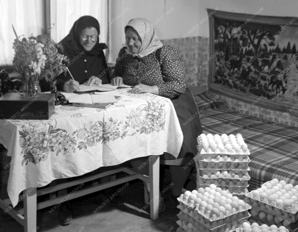 Mezőgazdaság - Teljesítették a tojásfelvásárlási tervet 