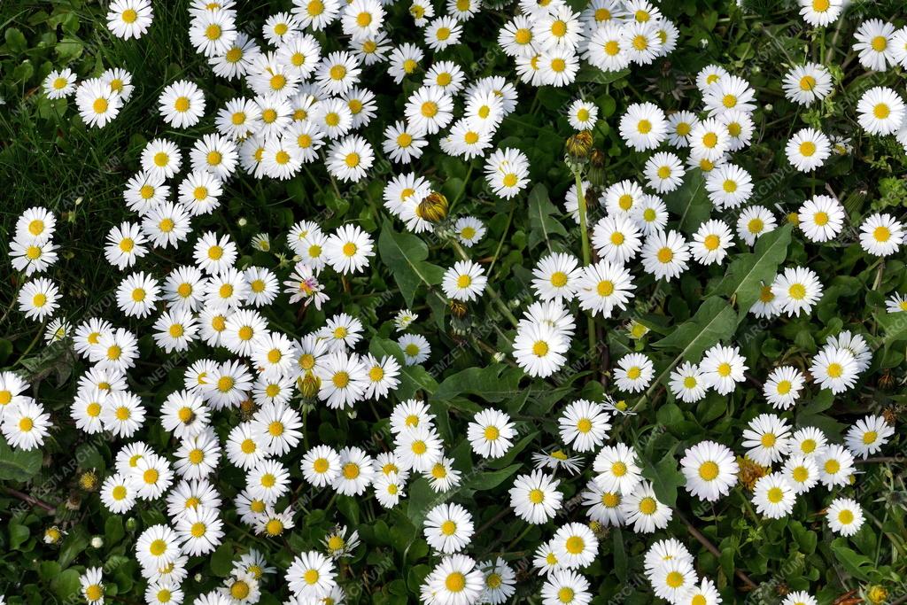 Természet - Budapest - Tavasz a Margit-szigeten