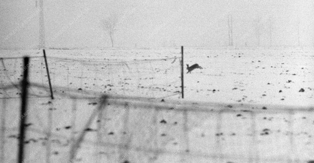Vadászat - Nyulak befogása Szolnokon