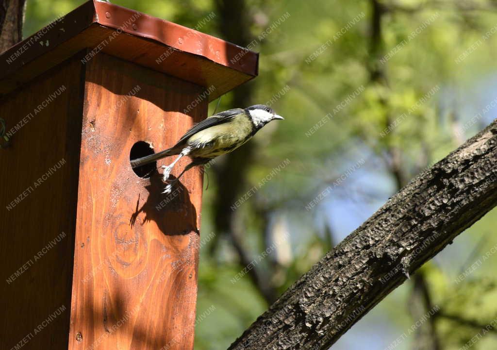 Természet - Széncinege