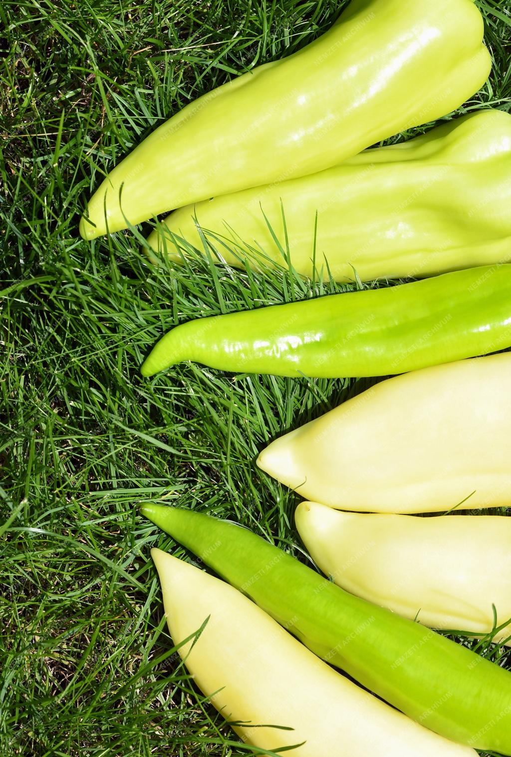 Mezőgazdaság - Primőr paprika Ebesről