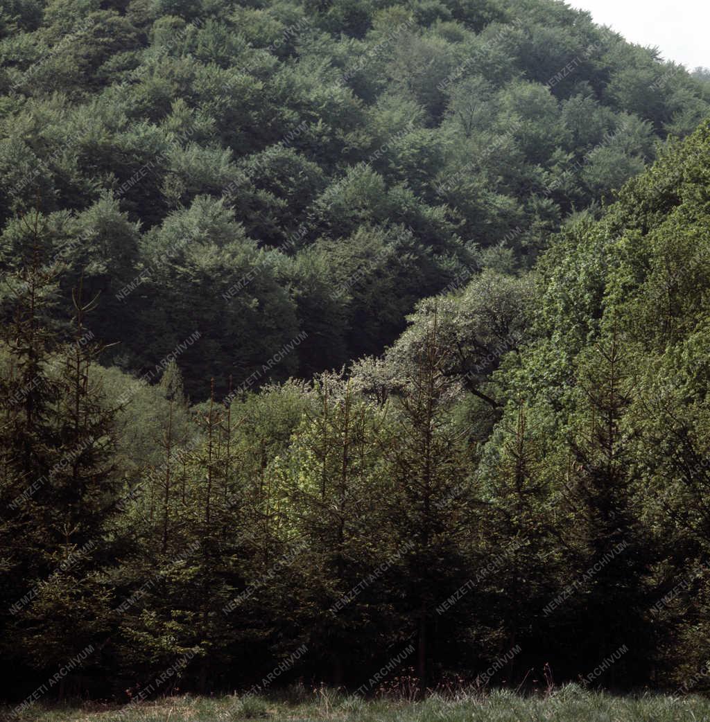 Természet - Szalajka-völgy