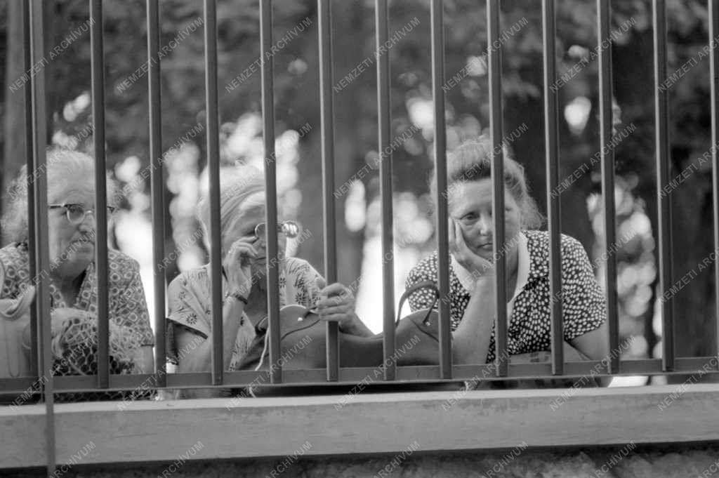 Városkép-életkép - Ökörsütés a Normafánál