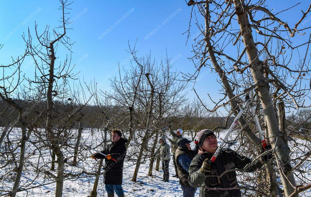 Mezőgazdaság - Metszik az almafákat