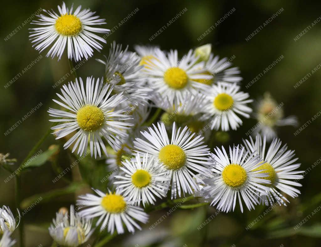 Természet - Budapest - Egynyári seprence