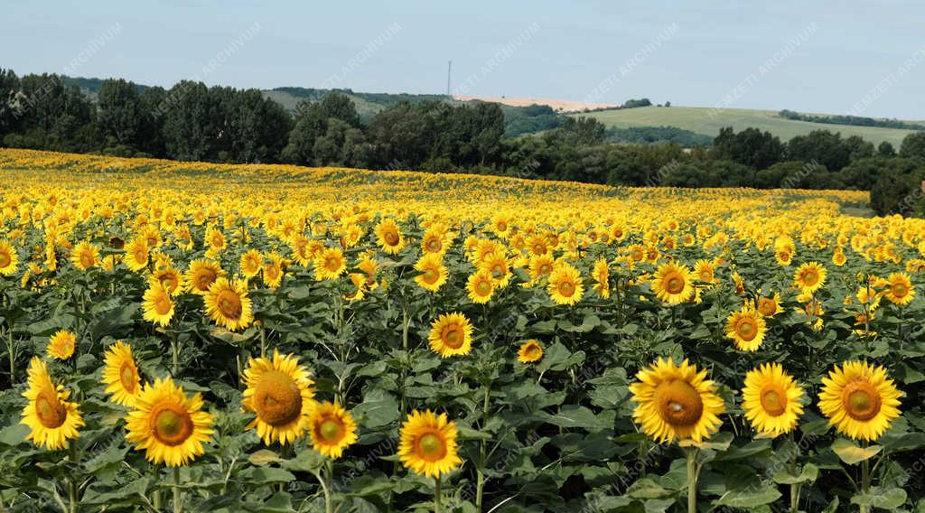 Mezőgazdaság - Letkés - Virágzó napraforgók