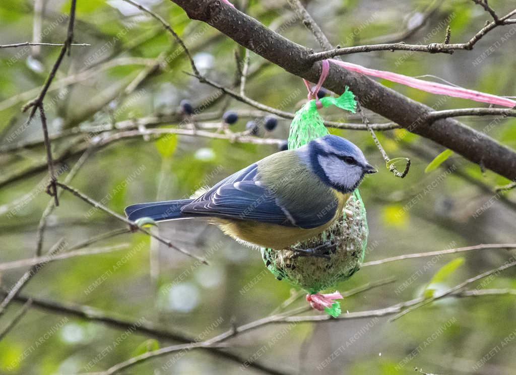 Természet - Budapest - Kék cinege a Népligetben