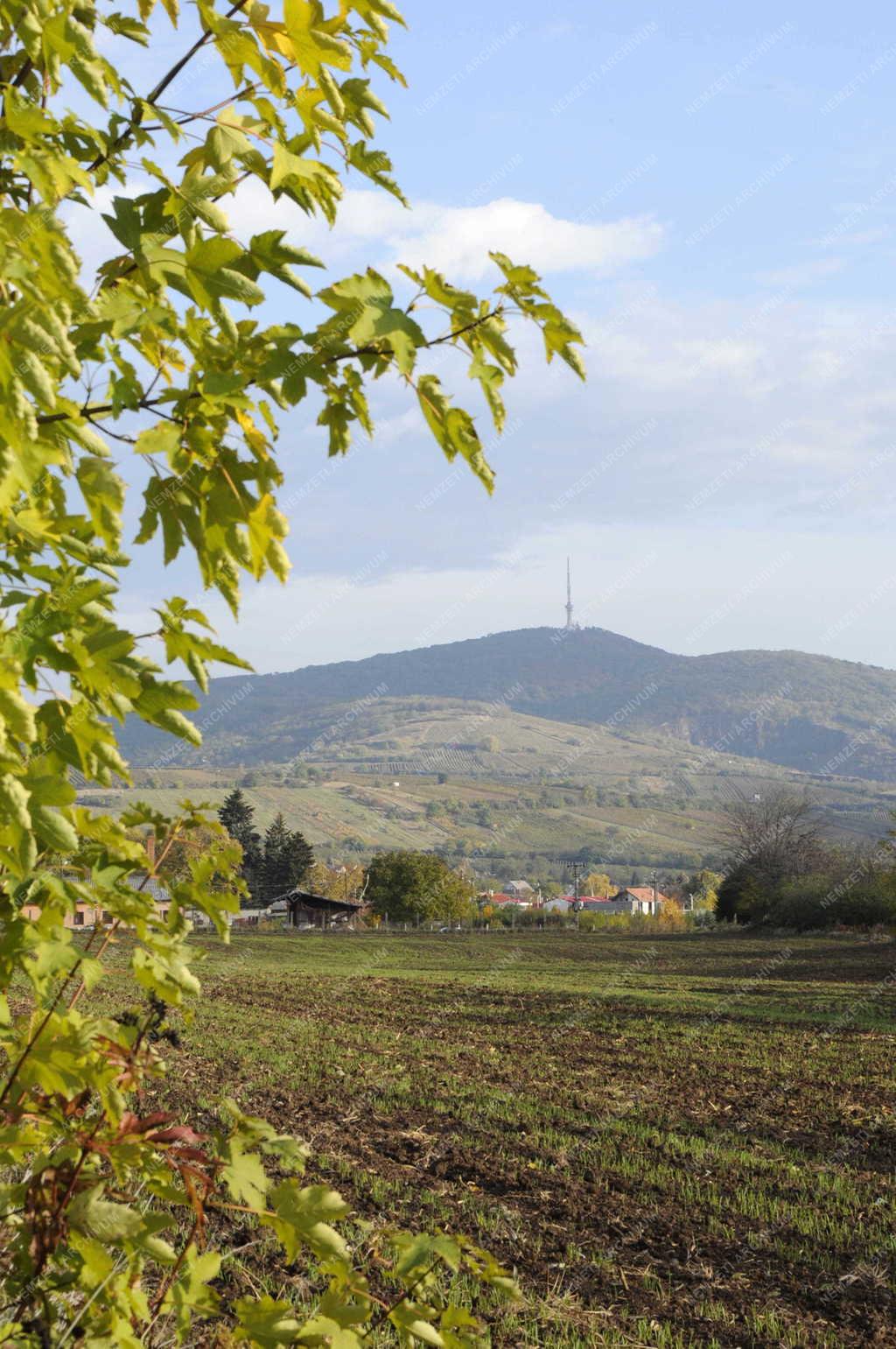 Tájkép - Tarcal - Tokaji-hegy