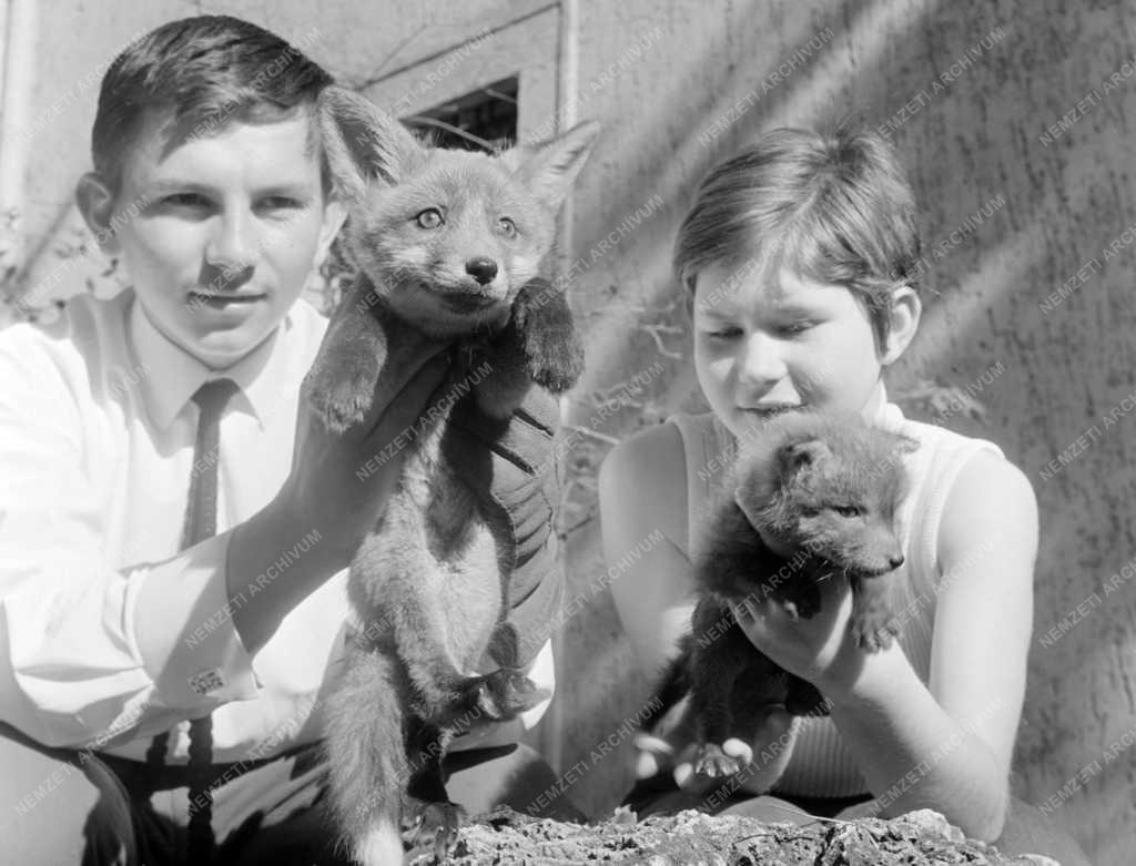 Természet - Oktatás - Rókakölyök  