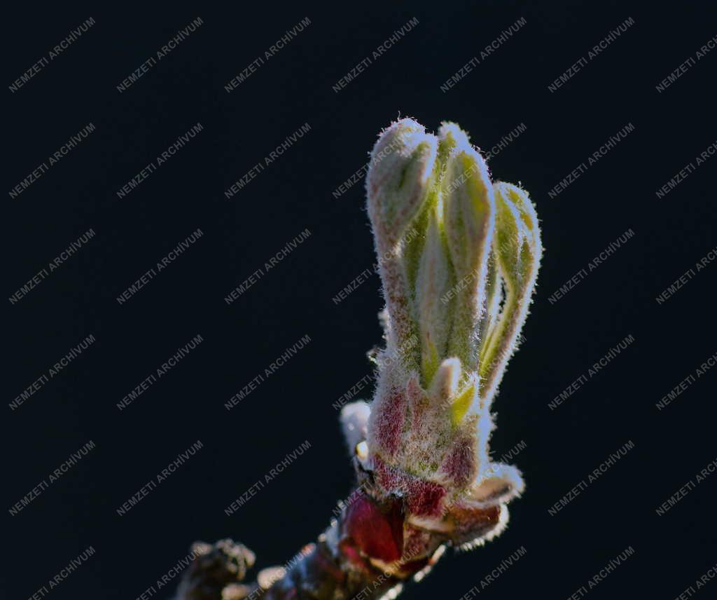 Természet - Tavasz - Rügyezés