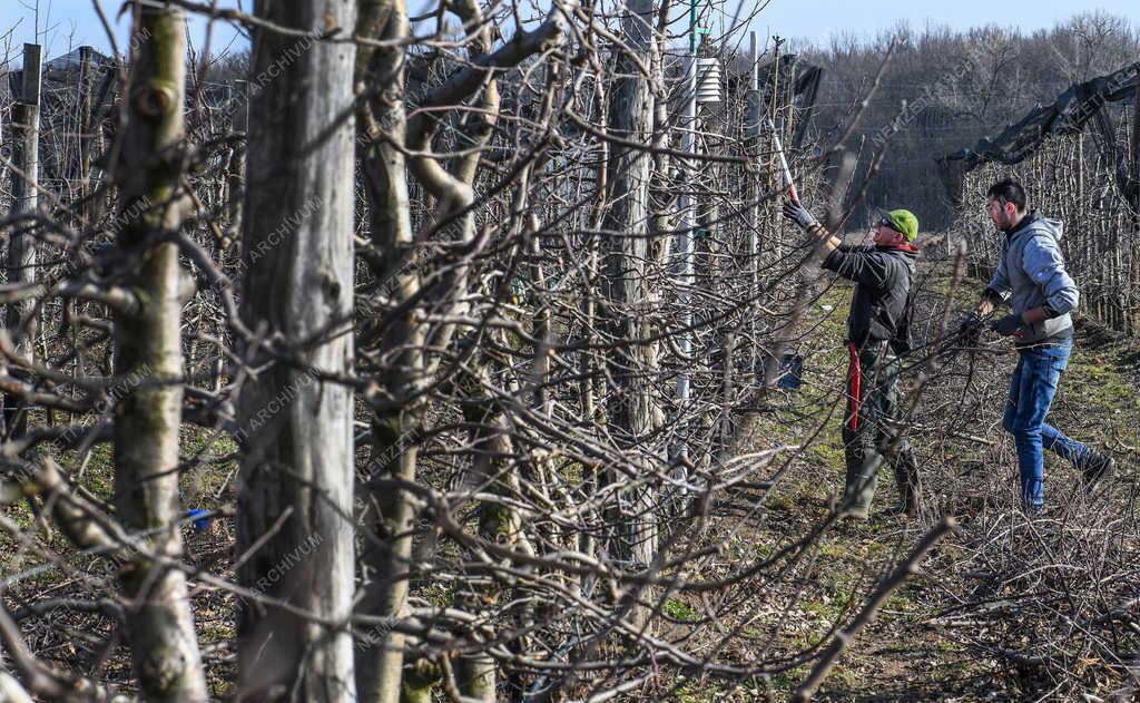 Gyümölcstermesztés - Debrecen - Metszik az almafákat 