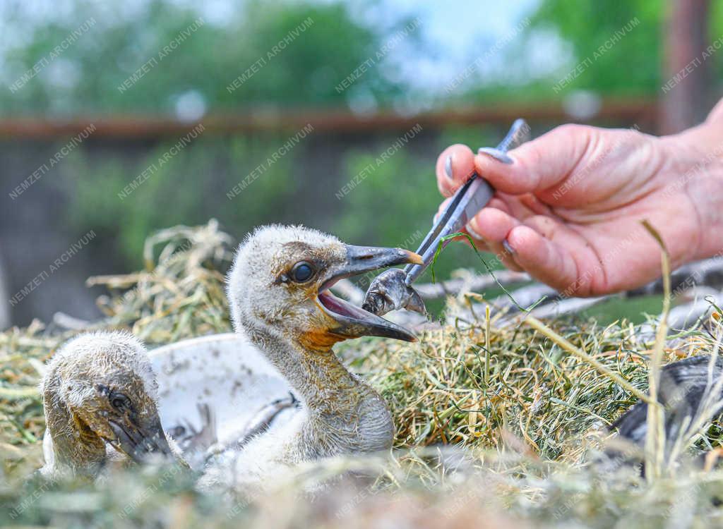 Állatvilág - Hortobágy - Gólyák a Hortobágyi Madárkórházban