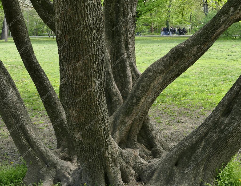 Városkép - Budapest - Tavasz a Margit-szigeten