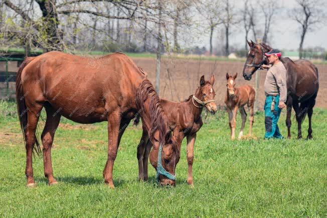 Mezőgazdaság - Állattenyésztés - Gidrán fajtájú lovak születnek Debrecenben