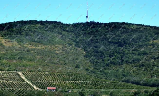 Szőlőtermesztés - Tokaj - A tokaji bor alapanyagának egyik termőhelye
