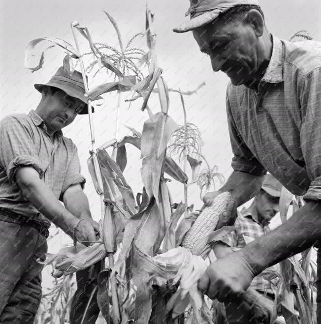 Mezőgazdaság - Törik a kukoricát az abonyi József Attila Tsz-ben