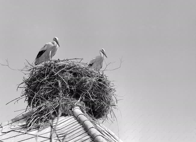 Állatvilág - Tavasz - Megjöttek a gólyák