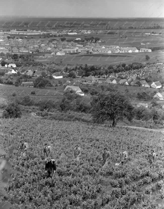 Mezőgazdaság - Szőlészet - Permetezés