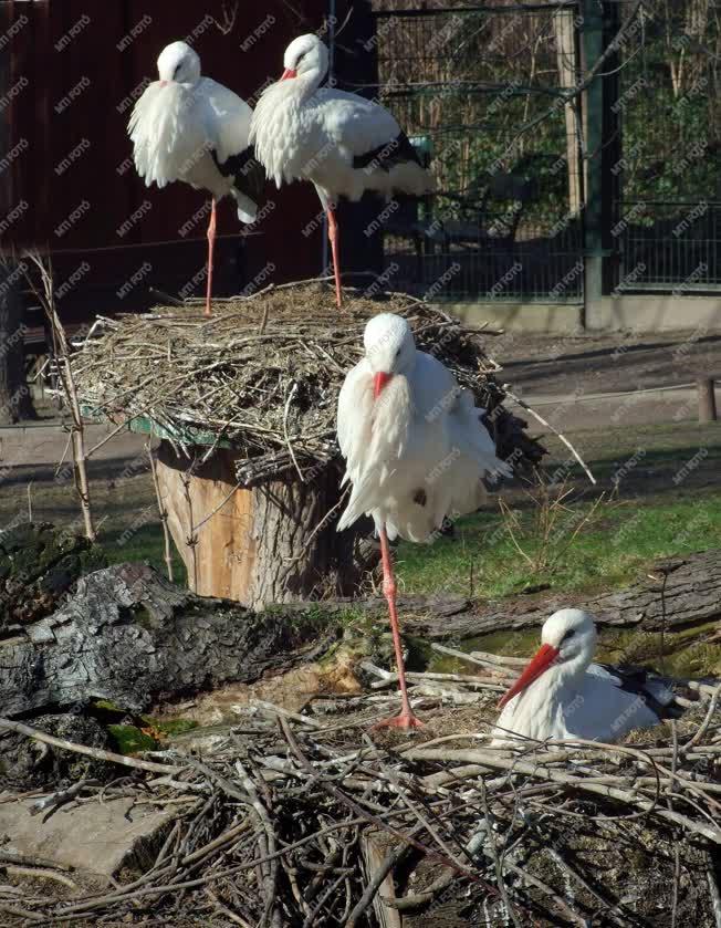 Természet - Budapest - Fészkelő gólyák a Margitszigeten