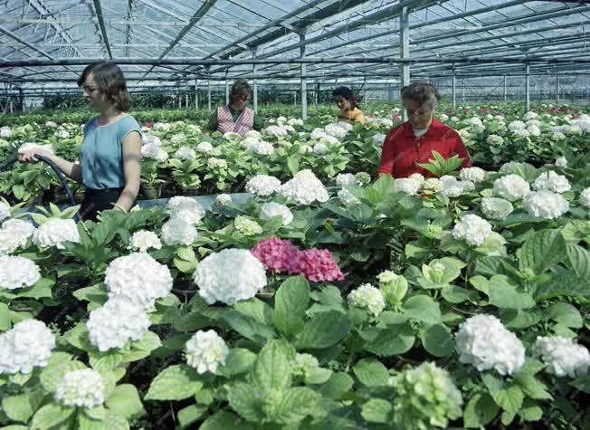 Mezőgazdaság - Hortenziák a kertészetben