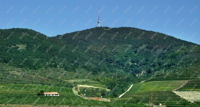 Tájkép - Tokaj - Tokaj-hegy szőlőtáblákkal