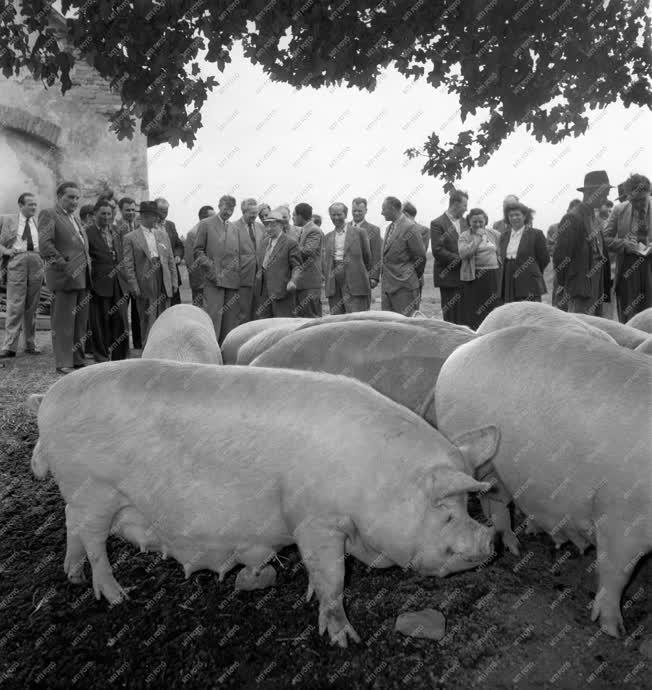 Mezőgazdaság - Szuszlov és Andropov Barcson