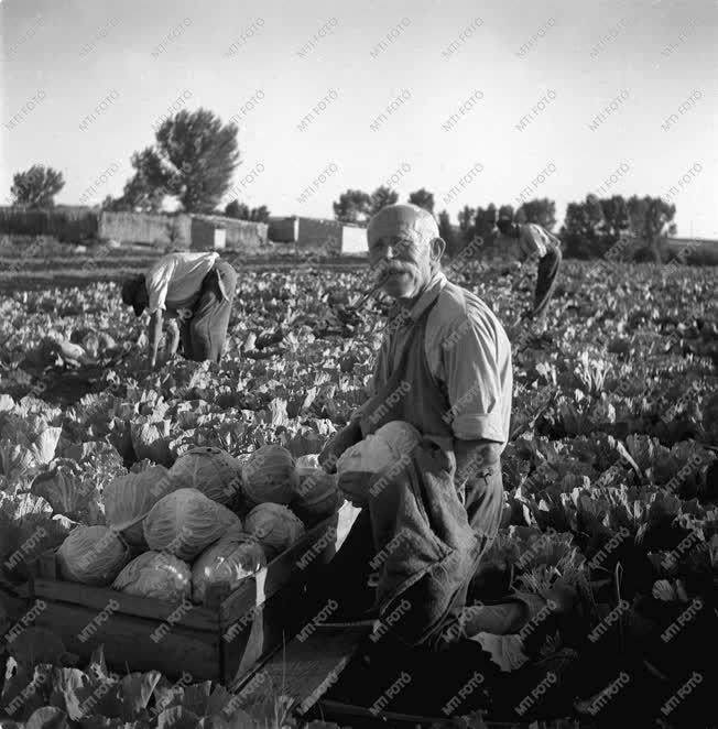 A szerző válogatása - Szedik a káposztát Baracskán