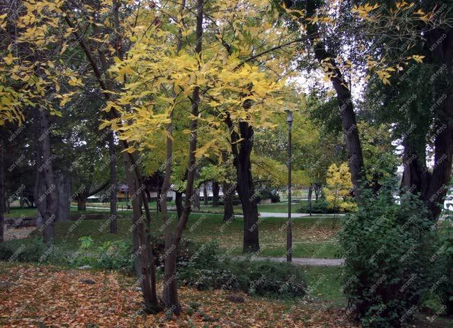 Természet - Tatabánya -  Ősz a Fő téri parkban
