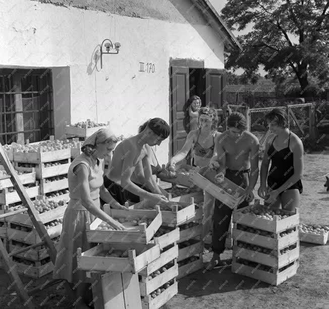 Mezőgazdaság - Fiatalok mezőgazdasági munkán