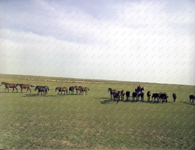 Életkép - Tájkép - Hortobágy