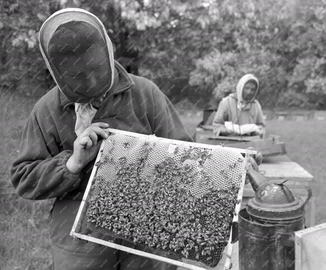 Méhészet - Vándorméhészek a mórágyi erdő akácosában