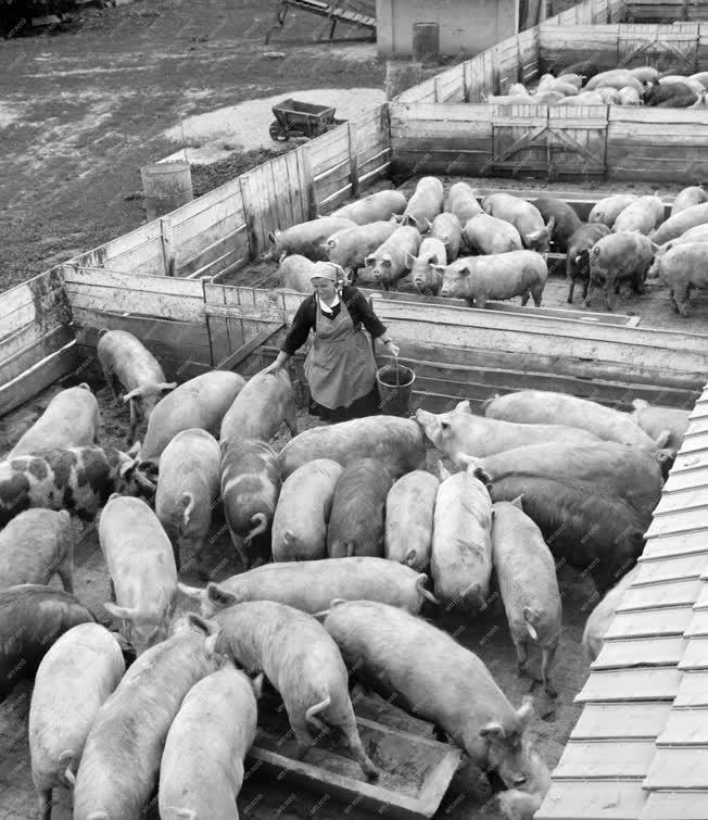 Állattenyésztés - A mezőberényi földműves-szövetkezet sertéstelepe