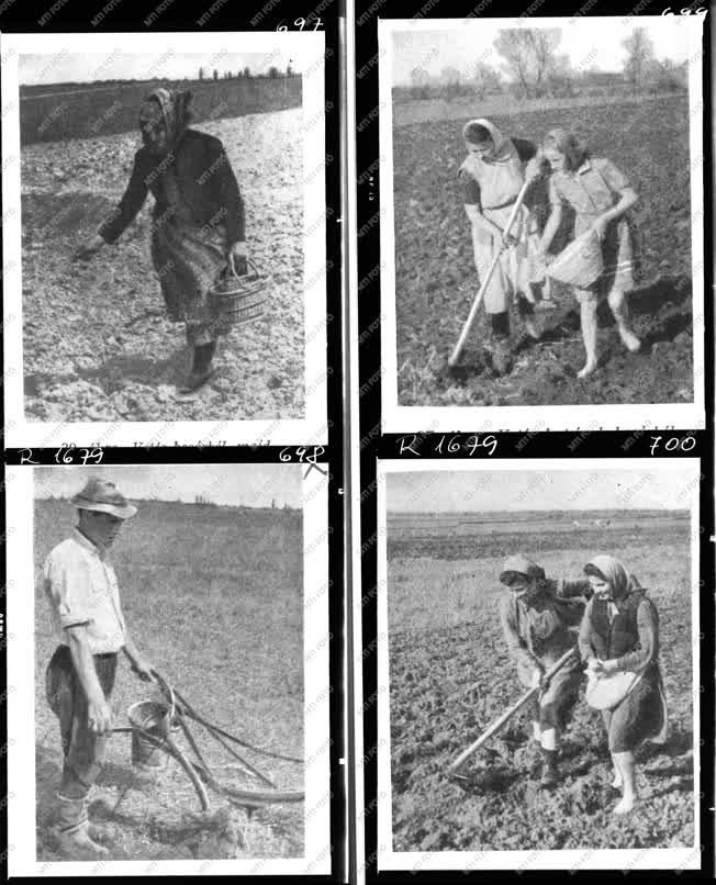 Mezőgazdaság - Bábolna - Mezőgazdasági munkák