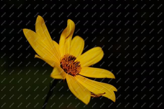 Természet - Döbrönte - Csicsóka virág