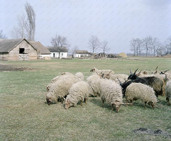 Mezőgazdaság - Állattenyésztés - Rackanyáj