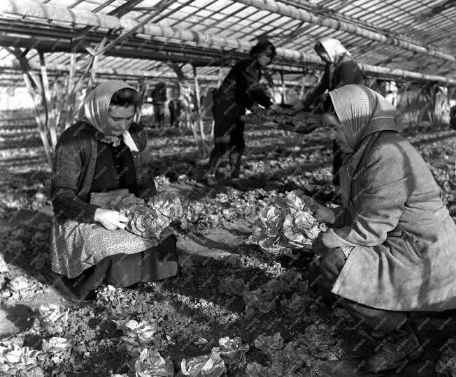 Mezőgazdaság - Exportálják a szegedi fejes salátát